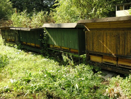 Včelstvá na tomto stanovišti sú umiestnené v domcoch...